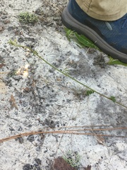 Chapmannia floridana