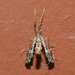 Lineodes multisignalis - Photo (c) Wayne Fidler, some rights reserved (CC BY-NC), uploaded by Wayne Fidler