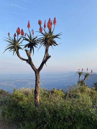 Aloe arborescens