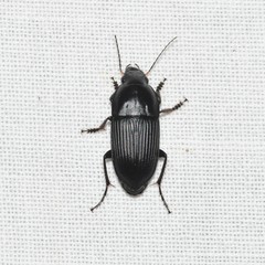 Anisodactylus haplomus