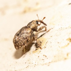 Conotrachelus recessus