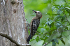 Melanerpes superciliaris