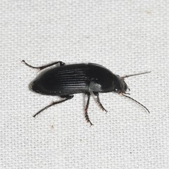 Anisodactylus haplomus