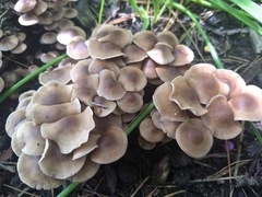Fungi