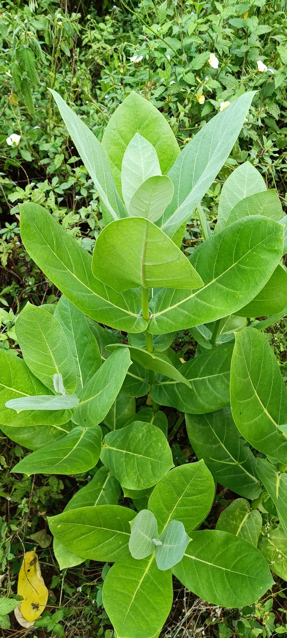 Calotropis procera
