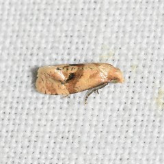 Gynnidomorpha romonana