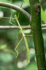 Phasmida