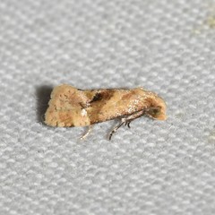 Gynnidomorpha romonana