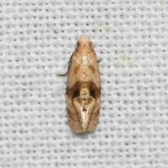 Gynnidomorpha romonana