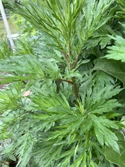 Artemisia vulgaris