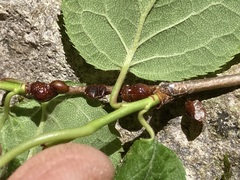 Parthenolecanium corni