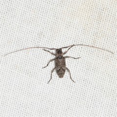 Sternidius punctatus