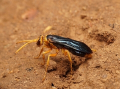 Hemipepsis tamisieri