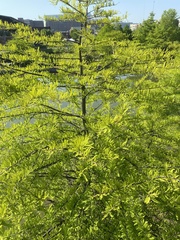 Taxodium distichum