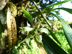 Prosthechea chimborazoensis