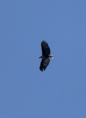 Haliaeetus vociferoides