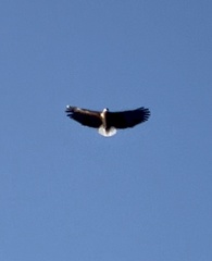 Haliaeetus vociferoides