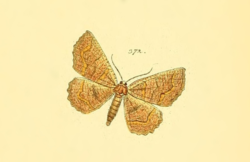 Genus Gnophos · iNaturalist