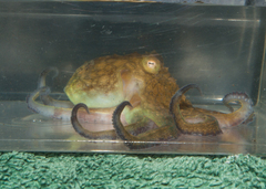 Octopus insularis