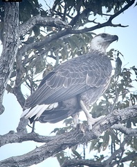 Haliaeetus vociferoides