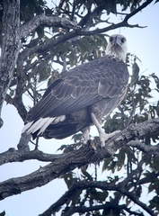 Haliaeetus vociferoides