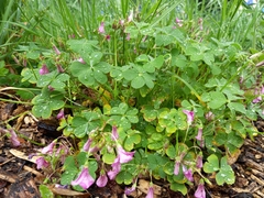 Oxalis articulata