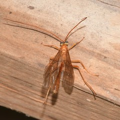 Enicospilus cushmani