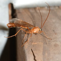 Enicospilus cushmani