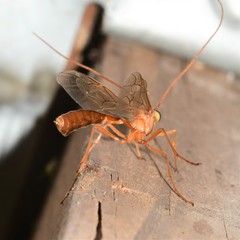 Enicospilus cushmani