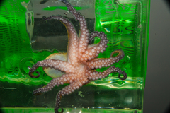 Octopus insularis