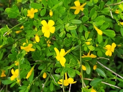 Chrysojasminum fruticans