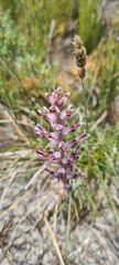 Lachenalia sessiliflora