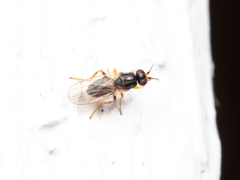 Elachiptera cornuta