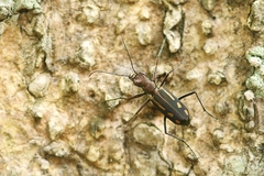 Cicindela interruptofasciata