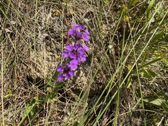 Verbena rigida