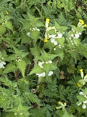 Lamium album