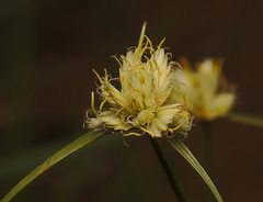 Cyperus niveus leucocephalus