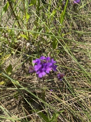 Verbena rigida