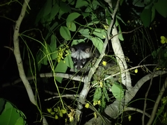 Paradoxurus hermaphroditus