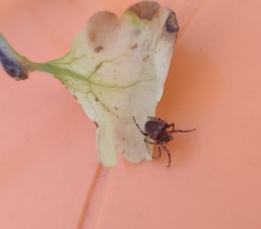 Gibbaranea bituberculata
