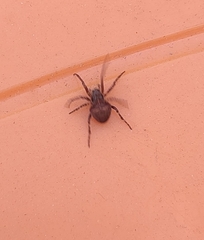 Gibbaranea bituberculata