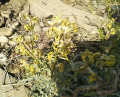 Matthiola daghestanica