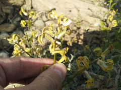 Matthiola daghestanica