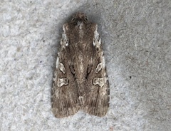 Lithophane oriunda