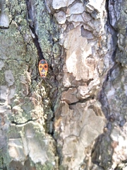 Pyrrhocoris apterus