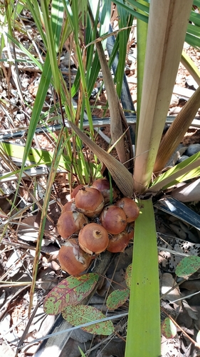 Attalea brasiliensis