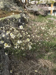Arabidopsis suecica