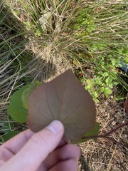 Cercis canadensis
