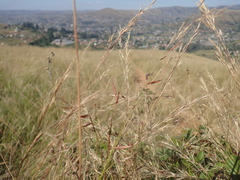 Monocymbium ceresiiforme