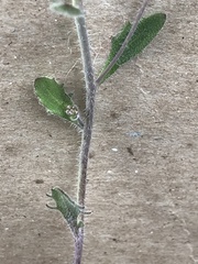 Arabidopsis suecica